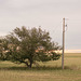 pole and tree