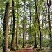 Waldweg am Flüßloher Berg (Sprockhövel) / 29.07.2021