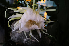 Epiphyllum oxypetalum, Queen of the night, Monte Gordo