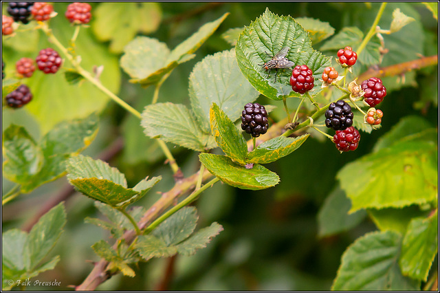 Attacke auf die Brombeeren