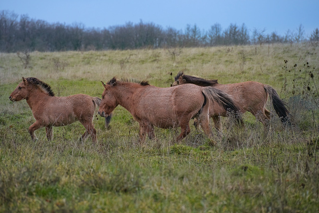 Przewalski-Pferde