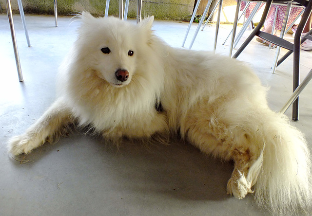 Ma voisine de table (une chienne "Samoyède")