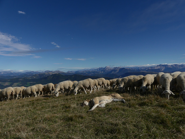 Trop dure la vie de patou... :o)