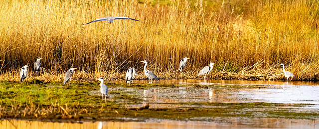 Herons gathering
