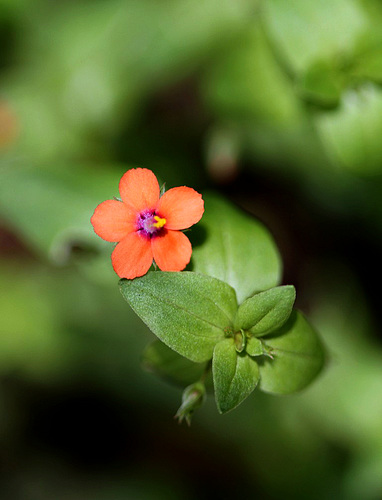 Anagallis arvensis