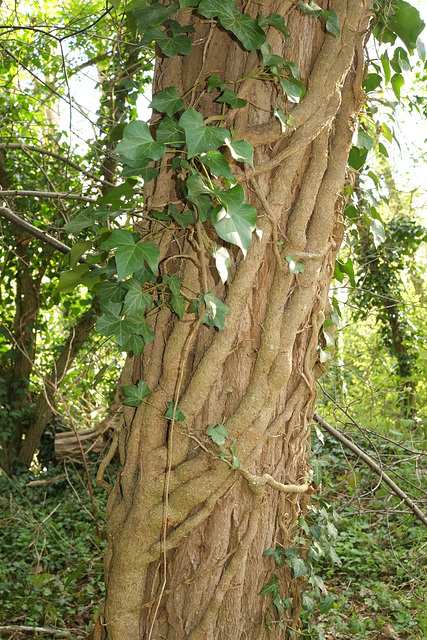 Lierre étrangleur