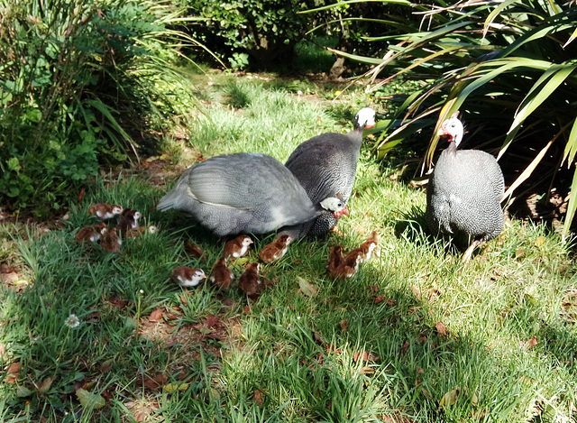 guinea family on the move