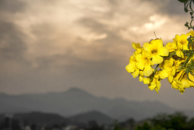 awakens and yellow flower