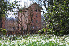 Barmstedt, Schneeglöckchen auf der Schlossinsel