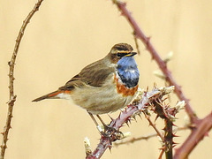 20180403 3455CPw [D~AUR] Blaukehlchen (Luscinia cyanecula), Leybucht, Greetsiel