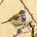 20180403 3455CPw [D~AUR] Blaukehlchen (Luscinia cyanecula), Leybucht, Greetsiel