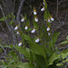 Mountain Lady's Slipper