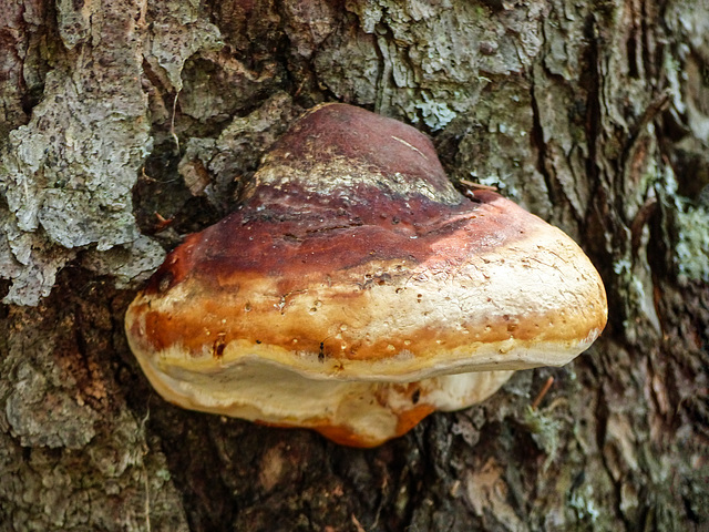 Red-belted Polypore