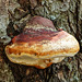Red-belted Polypore