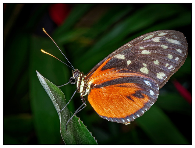 Tithorea tarricina