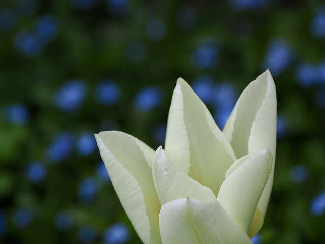 Tulip Time