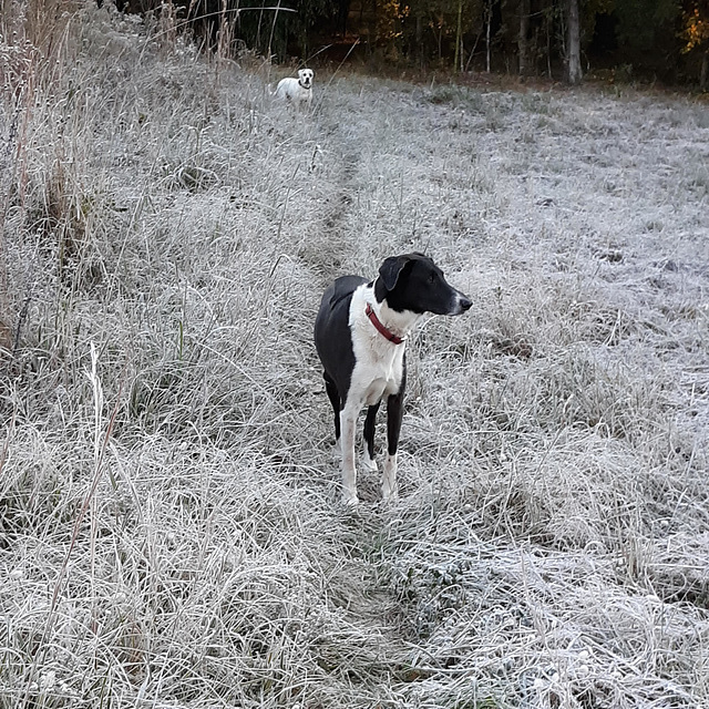 Garip & Branco on a frosty morning