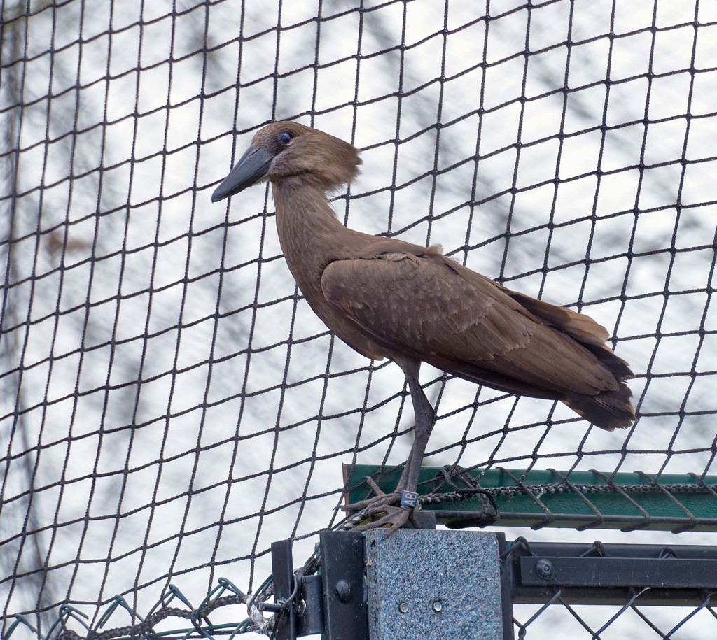 Hammerkop