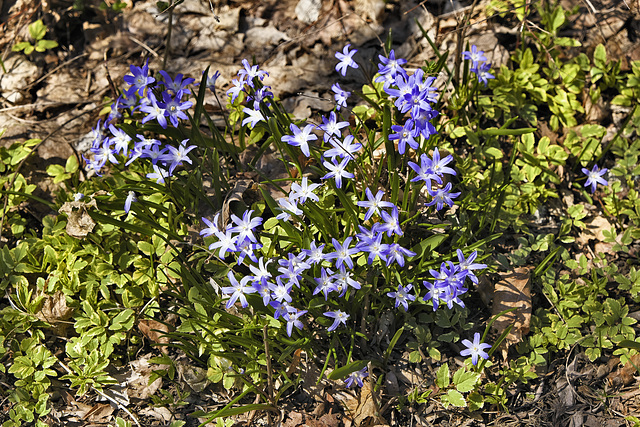 Spring Has Sprung  #3 – Outremont Borough, Montréal, Québec, Canada