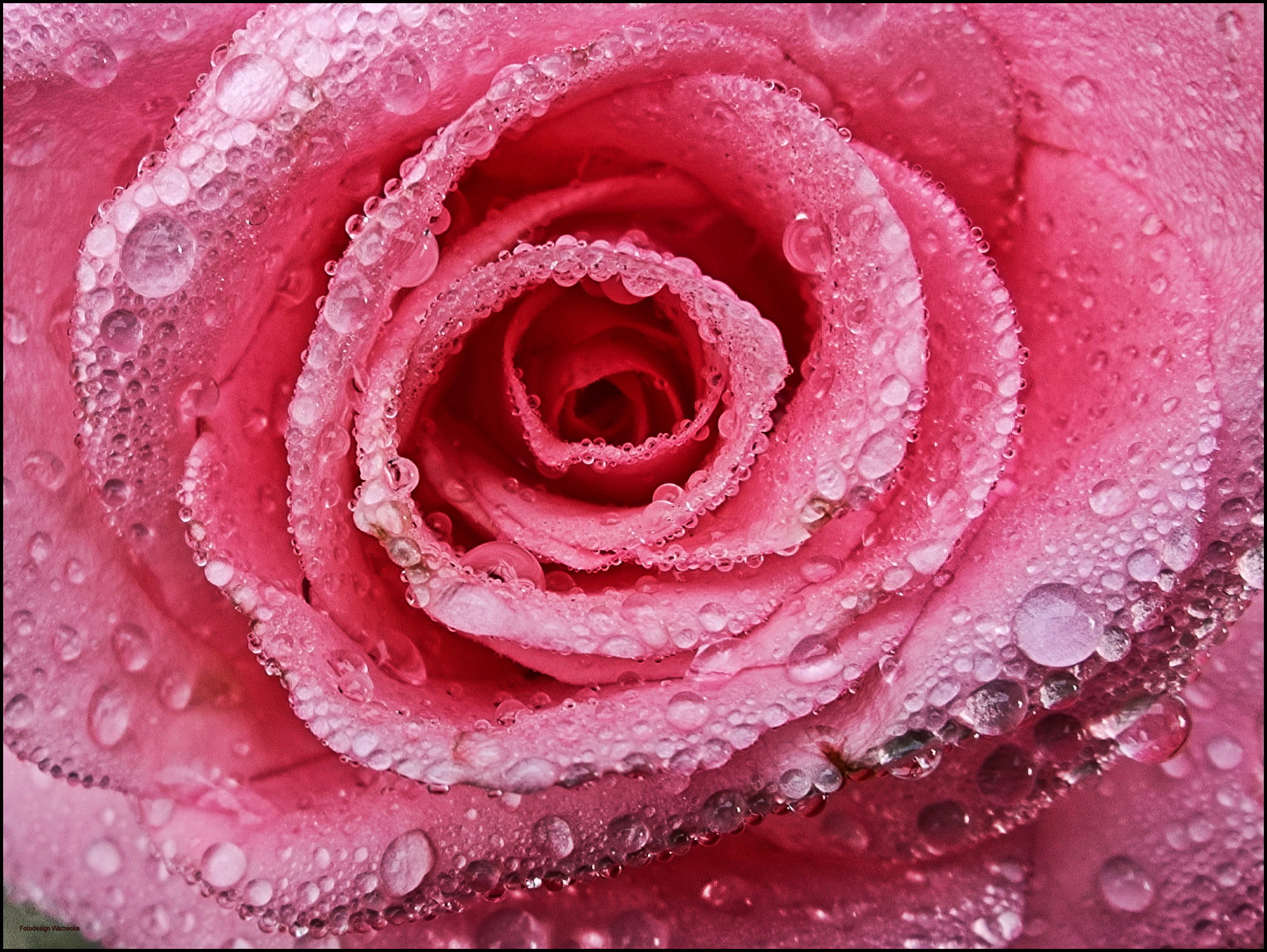 Pink Rose