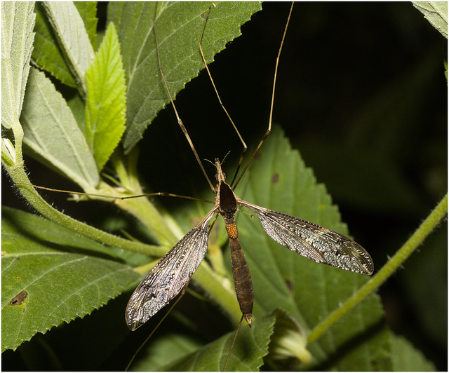 IMG 7342 Crane Fly