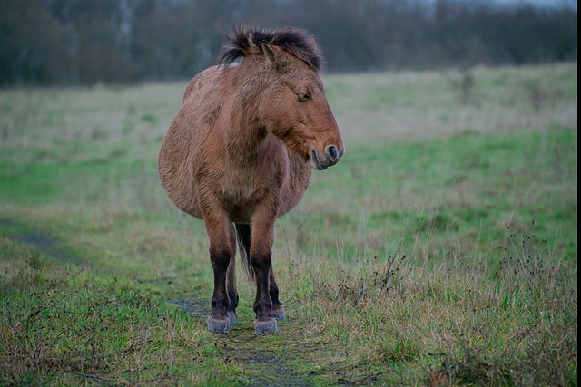 Przewalski-Pferd