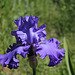 Iris Blenheim Royal (2)