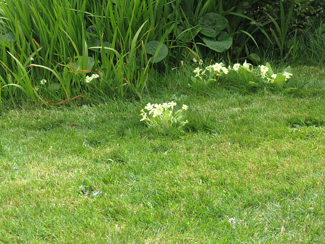 Anne avoided the primroses when she cut the grass