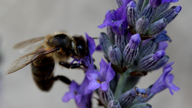 une abeille sur la lavande