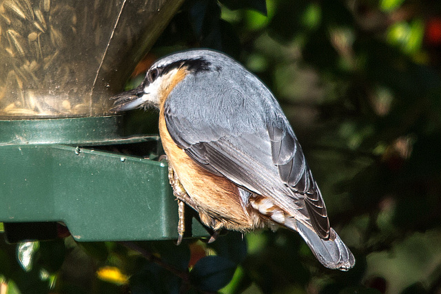 20151011 9391VRTw [D~RI] Kleiber (Sitta europaea), Rinteln