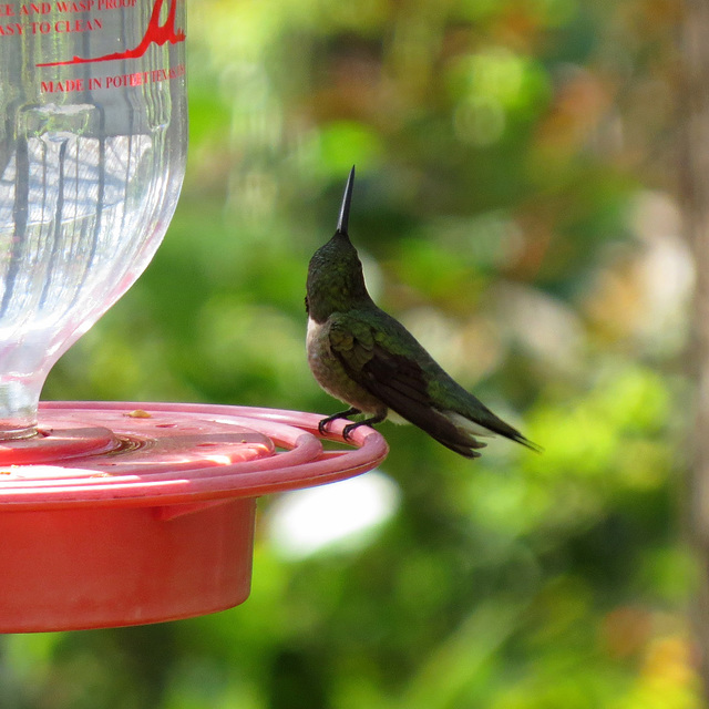 Ruby-throated hummingbird