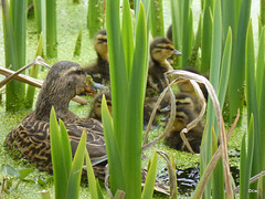 Finding a good hiding place for the family is important with so many predators around.