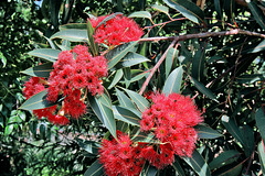 Câmara de Lobos - Cabo Girão - Callistemon