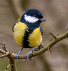 Great tit