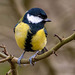 Great tit