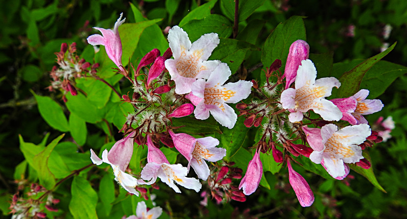 20210606 0491CPw [D~LIP] Glockenstrauch (Weigelia), UWZ, Bad Salzuflen