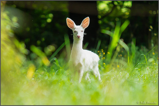 Albino-Rehkitz in Weißbacher Flur (PiP)