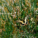20250412_Voigtsfeld Benne, Fußball, Wildpflanzen