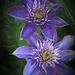 Last summer's clematis