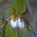 Mountain Lady's Slipper