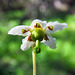 One-flowered Wintergreen / Moneses uniflora
