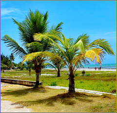 Maceio : le giovani palme sulla spiaggia