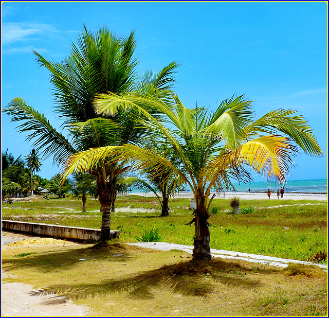 Maceio : le giovani palme sulla spiaggia