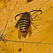 Wasp 4