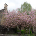 Cherry Blossom In Dunblane