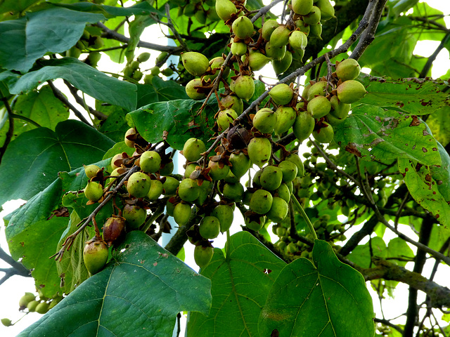 Anna Paulownia boom met vruchten