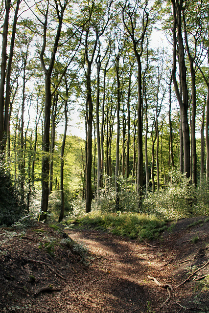 Im Wald am Flüsloher Berg (Sprockhövel) / 29.07.2021