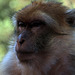 Macaque de Barbarie en danger d'extinction