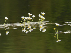 20230606 -08 Lozère tritons (232)