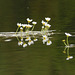 20230606 -08 Lozère tritons (232)